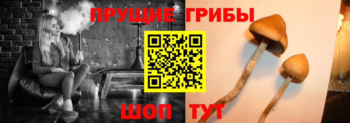 Калач-на-Дону  Псилоцибиновые грибы Psilocybe  Вход с VPN 
